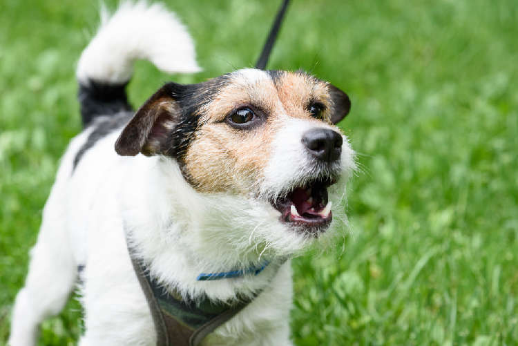 動物,犬,猫,しつけ,飼い方,育て方,病気,健康