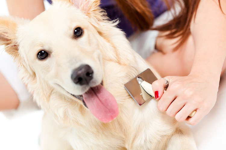 動物,犬,猫,しつけ,飼い方,育て方,病気,健康