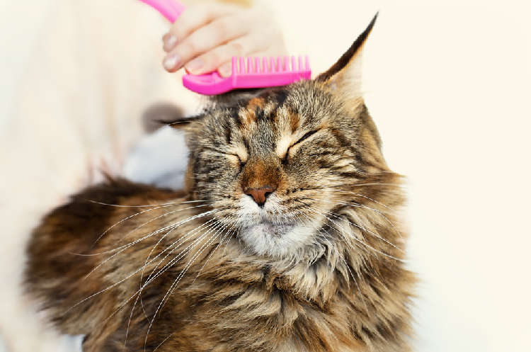 動物,犬,猫,しつけ,飼い方,育て方,病気,健康
