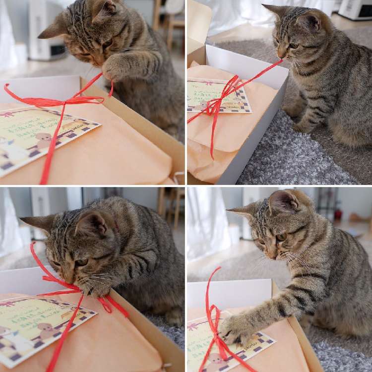 動物,犬,猫,しつけ,飼い方,育て方,病気,健康