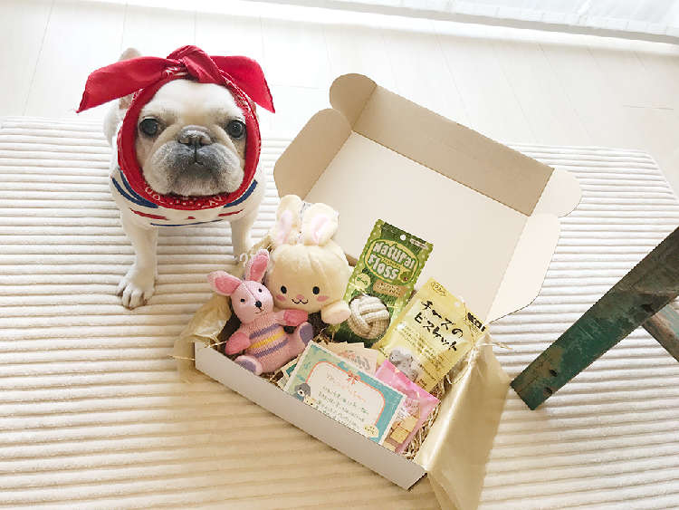 動物,犬,猫,しつけ,飼い方,育て方,病気,健康