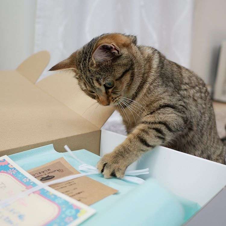 動物,犬,猫,しつけ,飼い方,育て方,病気,健康