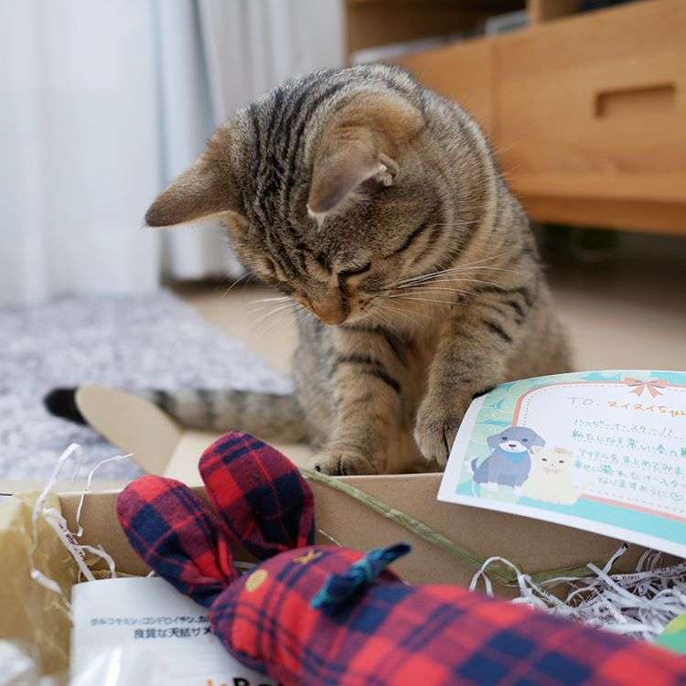 動物,犬,猫,しつけ,飼い方,育て方,病気,健康