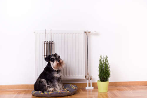 犬におすすめの暖房器具はこれだ! おすすめ暖房器具特集
