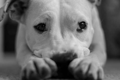 犬の腎臓の病気で、最も多い慢性腎不全。その症状に気がつけていますか。
