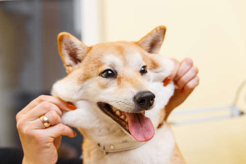 柴犬を飼いたいけど値段が気になる。どのように迎え入れるのがいいの?