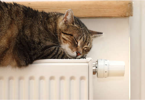猫ちゃんにおすすめ! 暖かくて安全な暖房器具を紹介します