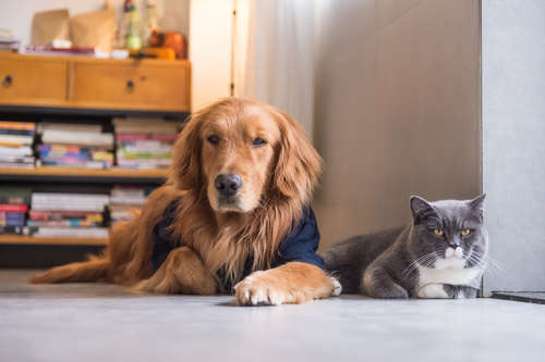 【犬と猫】一人暮らしで飼うなら、どっちがいい?