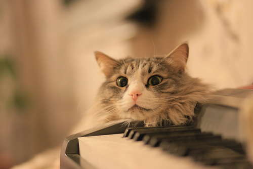 猫に音楽? 猫のための音楽「Music For Cats」が話題