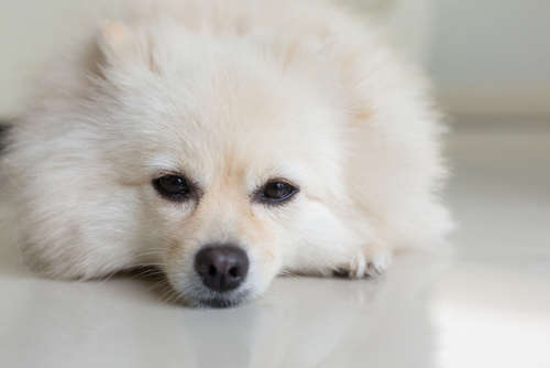 愛犬が嘔吐・下痢をした時、この病気を疑ってみよう