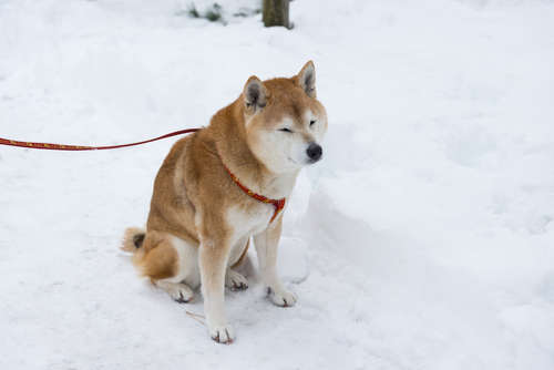 柴犬の冬季の過ごし方!冬場に気を付けなければいけない事とは