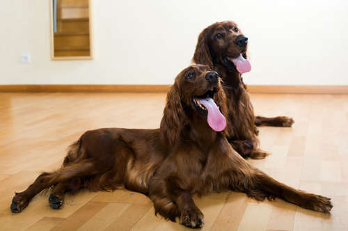 冬の犬のお留守番に暖房は必要? 寒さ対策はしっかりと
