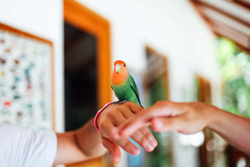 【インコ】どうやって教えたらいいの?インコのしつけ方とは?【しつけ】
