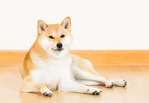【柴犬のための防寒】寒さが厳しくなってきたらどうすればいい?