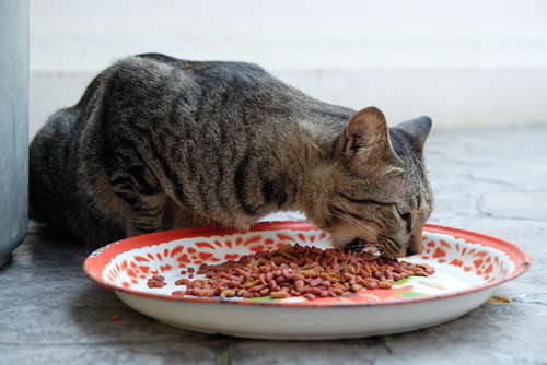 猫は寒いと食欲が旺盛になる! 肥満対策も忘れずに