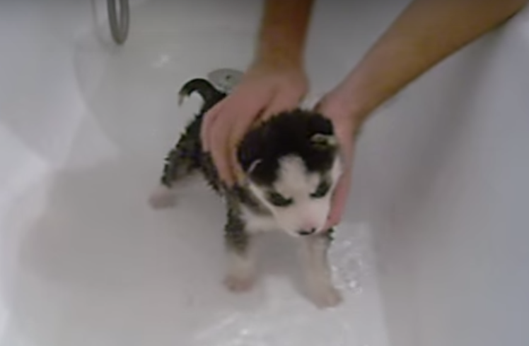 動物,犬,猫,しつけ,飼い方,育て方,病気,健康