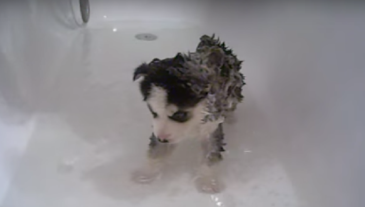 動物,犬,猫,しつけ,飼い方,育て方,病気,健康