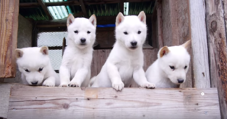 動物,犬,猫,しつけ,飼い方,育て方,病気,健康