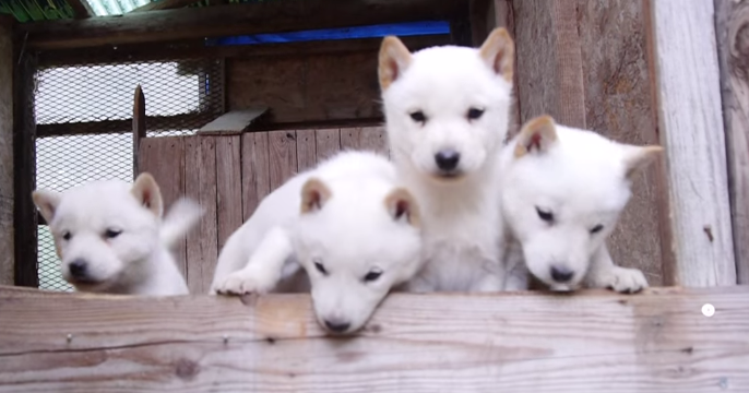 動物,犬,猫,しつけ,飼い方,育て方,病気,健康