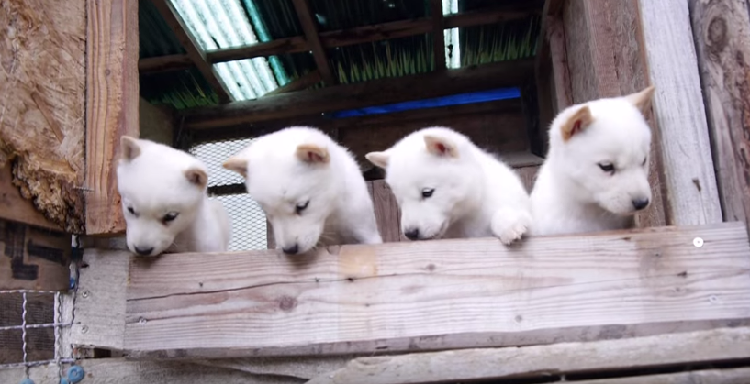 動物,犬,猫,しつけ,飼い方,育て方,病気,健康