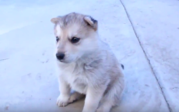 動物,犬,猫,しつけ,飼い方,育て方,病気,健康