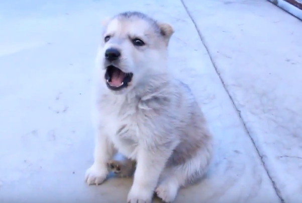動物,犬,猫,しつけ,飼い方,育て方,病気,健康