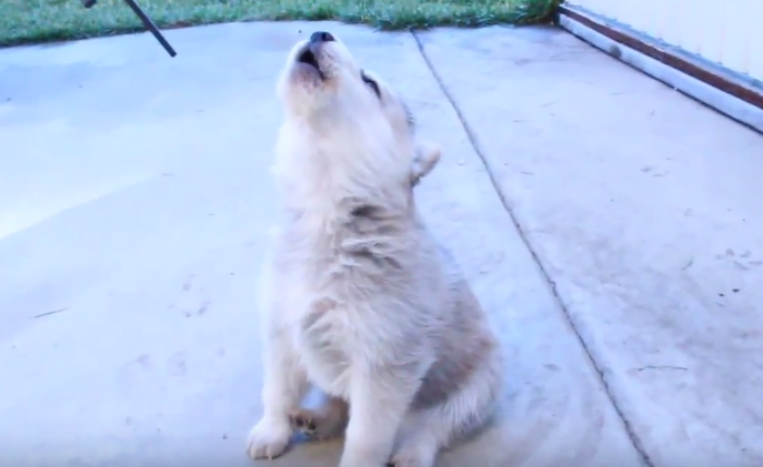 動物,犬,猫,しつけ,飼い方,育て方,病気,健康