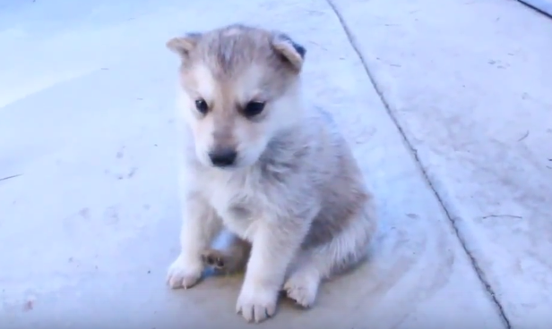 動物,犬,猫,しつけ,飼い方,育て方,病気,健康