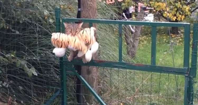 動物,犬,猫,しつけ,飼い方,育て方,病気,健康