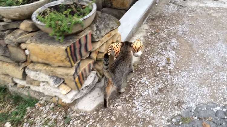 動物,犬,猫,しつけ,飼い方,育て方,病気,健康