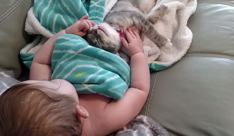 動物,犬,猫,しつけ,飼い方,育て方,病気,健康