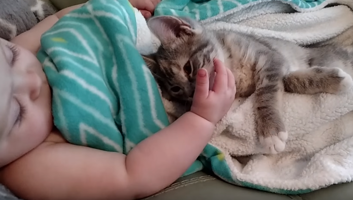 動物,犬,猫,しつけ,飼い方,育て方,病気,健康