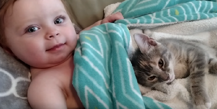 動物,犬,猫,しつけ,飼い方,育て方,病気,健康