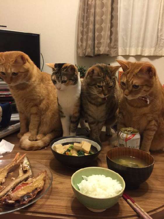 動物,犬,猫,しつけ,飼い方,育て方,病気,健康