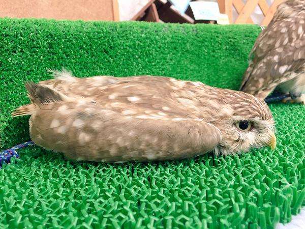 動物,犬,猫,しつけ,飼い方,育て方,病気,健康