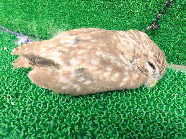 動物,犬,猫,しつけ,飼い方,育て方,病気,健康