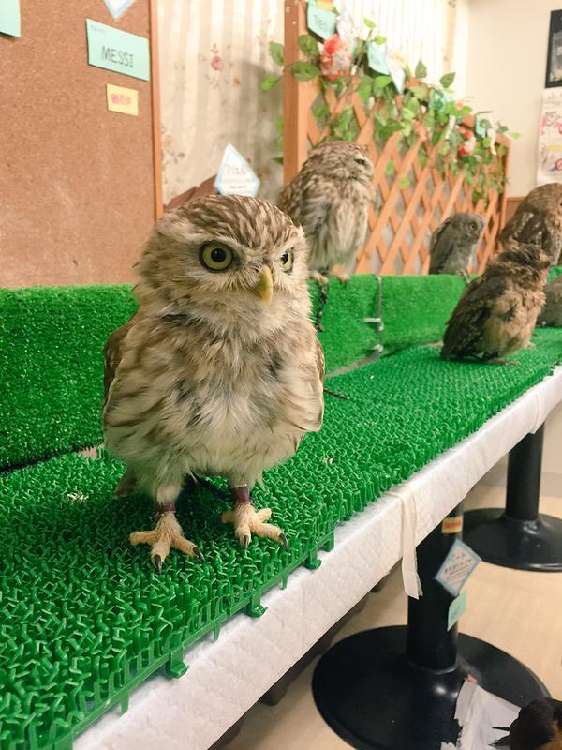 動物,犬,猫,しつけ,飼い方,育て方,病気,健康