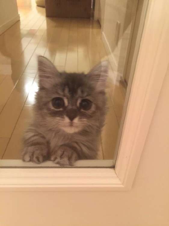 動物,犬,猫,しつけ,飼い方,育て方,病気,健康