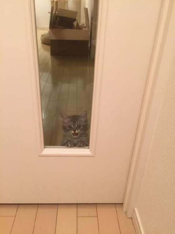 動物,犬,猫,しつけ,飼い方,育て方,病気,健康