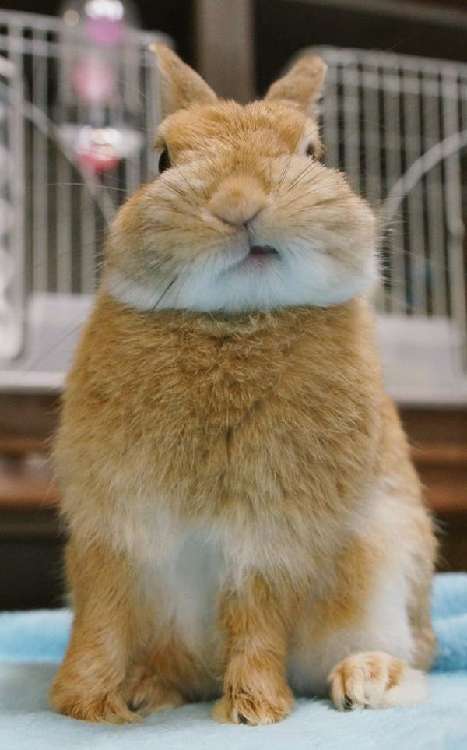 動物,犬,猫,しつけ,飼い方,育て方,病気,健康