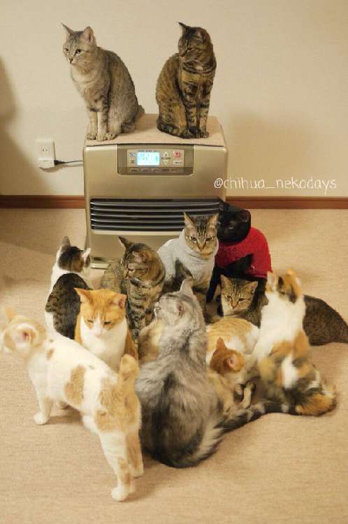 動物,犬,猫,しつけ,飼い方,育て方,病気,健康