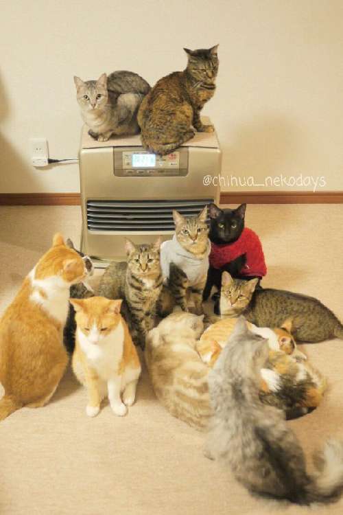 動物,犬,猫,しつけ,飼い方,育て方,病気,健康