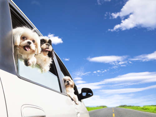 動物,犬,猫,しつけ,飼い方,育て方,病気,健康