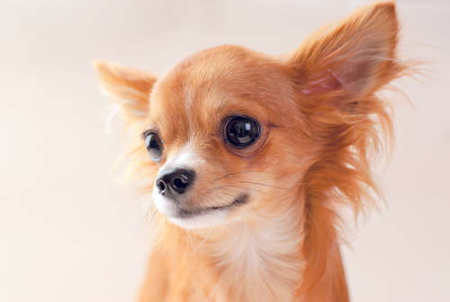動物,犬,猫,しつけ,飼い方,育て方,病気,健康