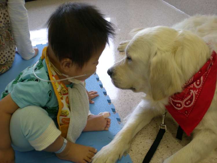 動物,犬,猫,しつけ,飼い方,育て方,病気,健康