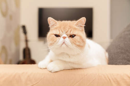 動物,犬,猫,しつけ,飼い方,育て方,病気,健康