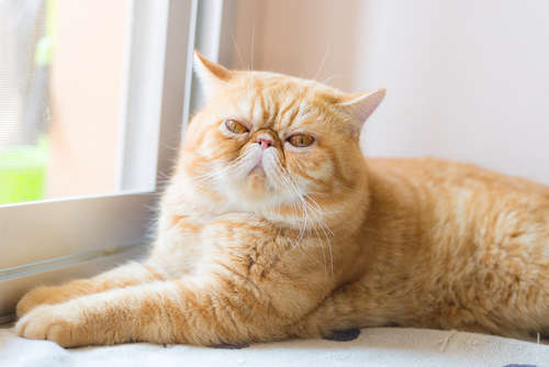 動物,犬,猫,しつけ,飼い方,育て方,病気,健康