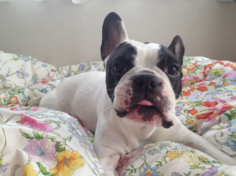 動物,犬,猫,しつけ,飼い方,育て方,病気,健康