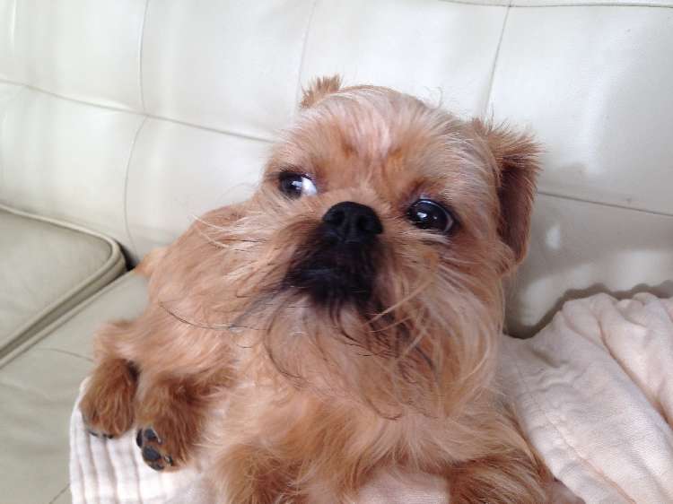 動物,犬,猫,しつけ,飼い方,育て方,病気,健康