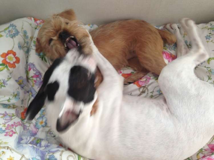動物,犬,猫,しつけ,飼い方,育て方,病気,健康